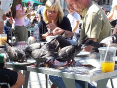 union square pidgeons